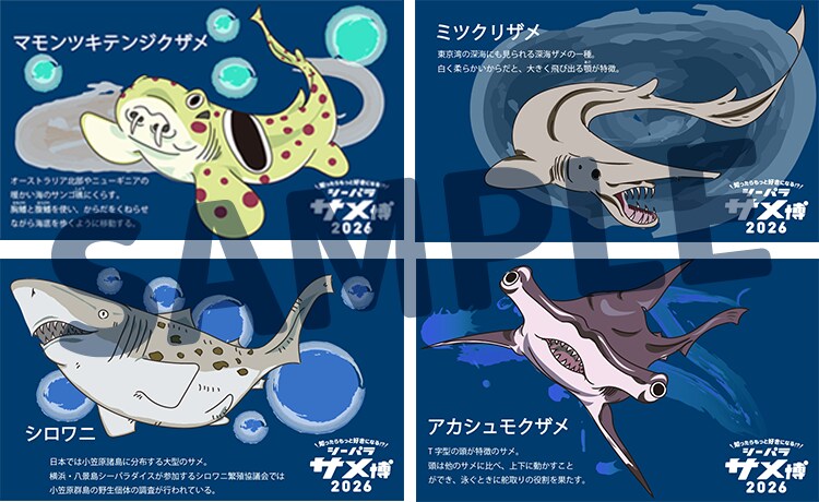 オリジナルのサメカード