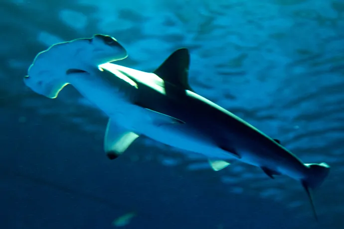 Scalloped hammerhead