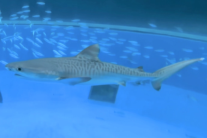 Tiger Shark