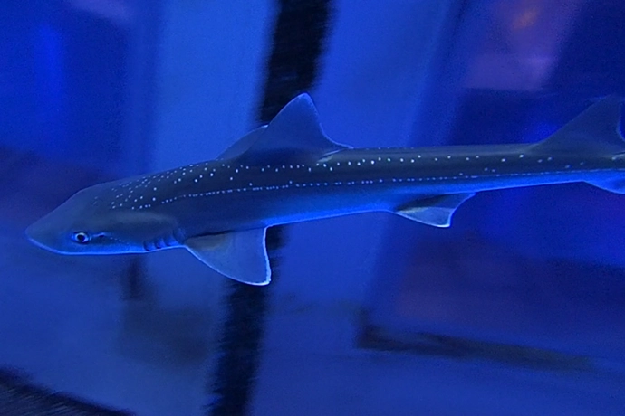Starspotted smooth-hound