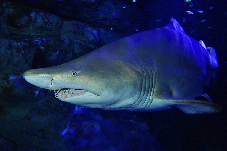 LABO8“海王鲨～通过五种感官的鲨鱼世界～” |横滨八景岛海岛乐园八景岛海洋乐园