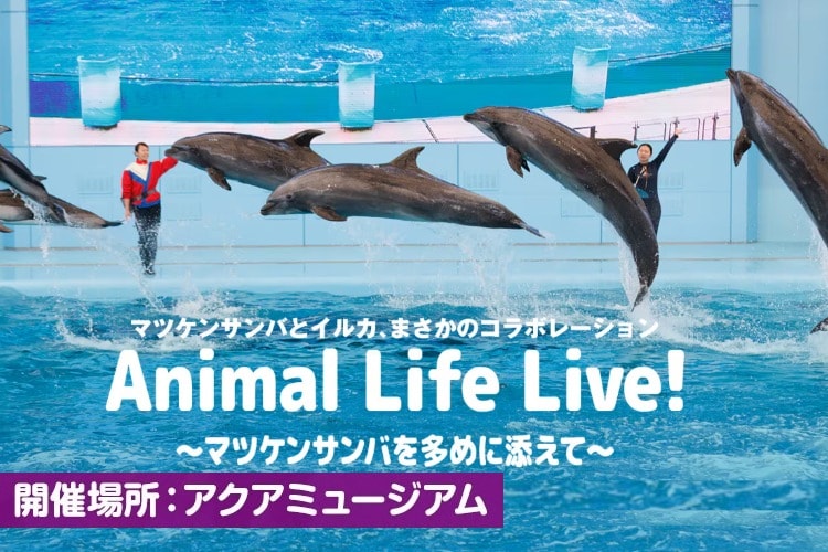 Animal Life Live!〜マツケンサンバを多めに添えて〜