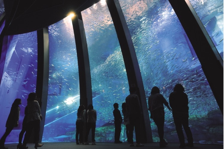 Aqua Museum Images