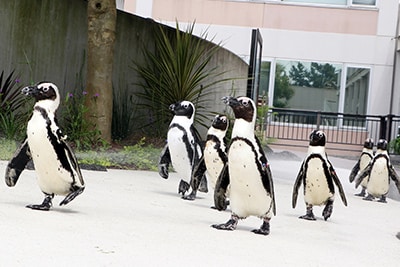 Cape penguin 이미지