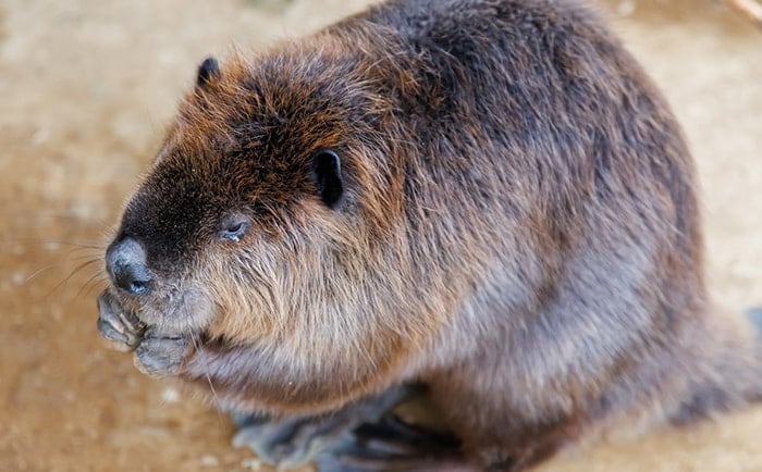 アメリカビーバーの写真