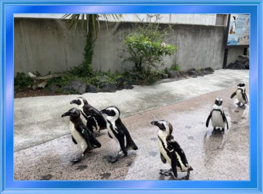 Cape penguin พาเหรด