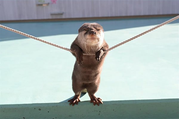 カワウソ