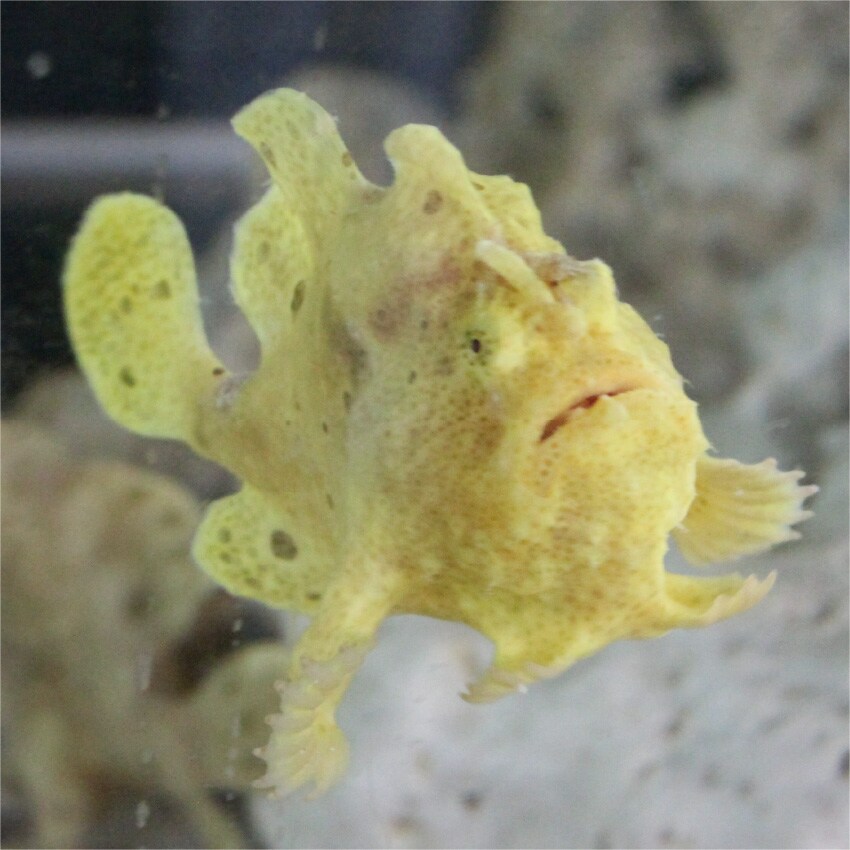 イロカエルアンコウ