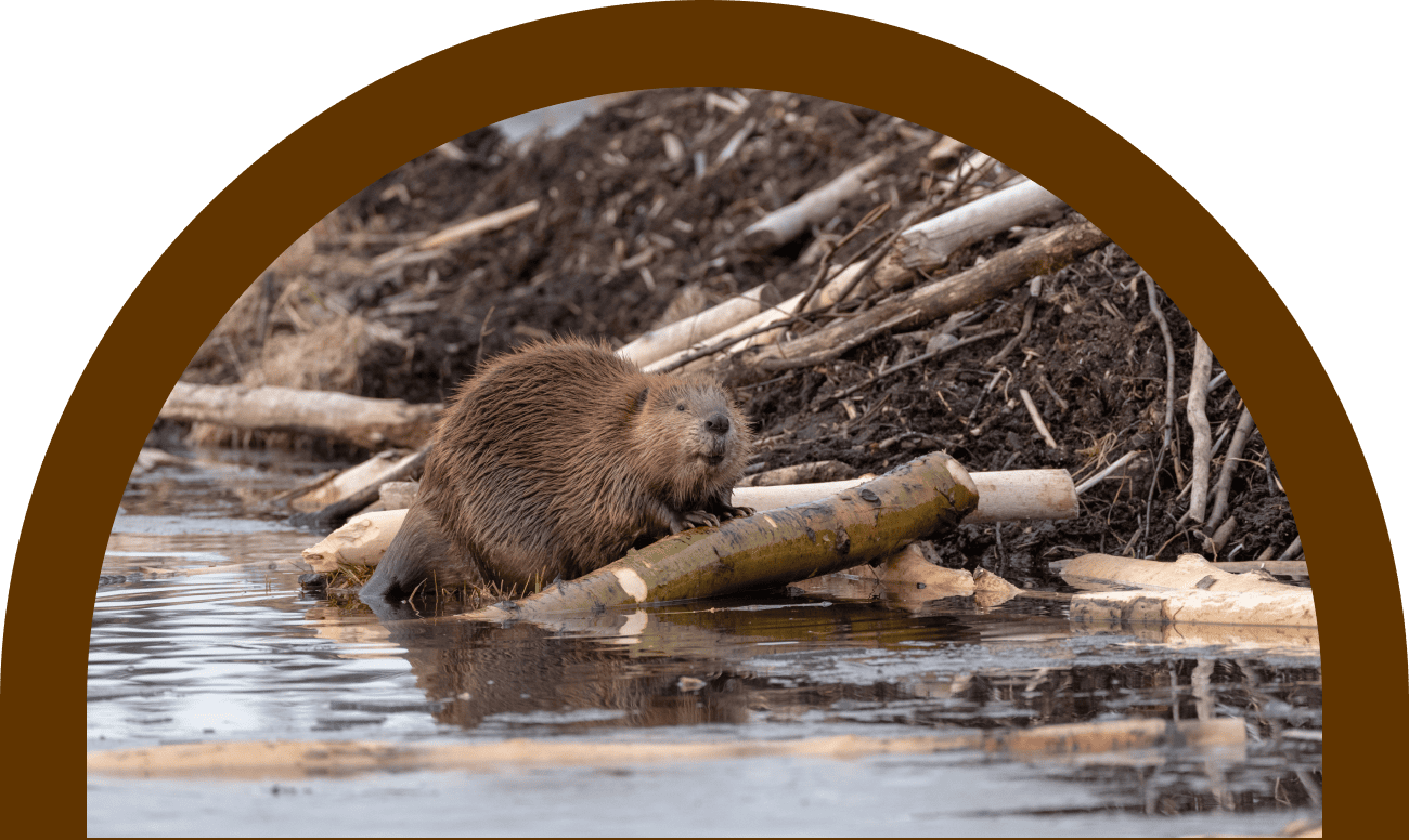 ダム作りの名人